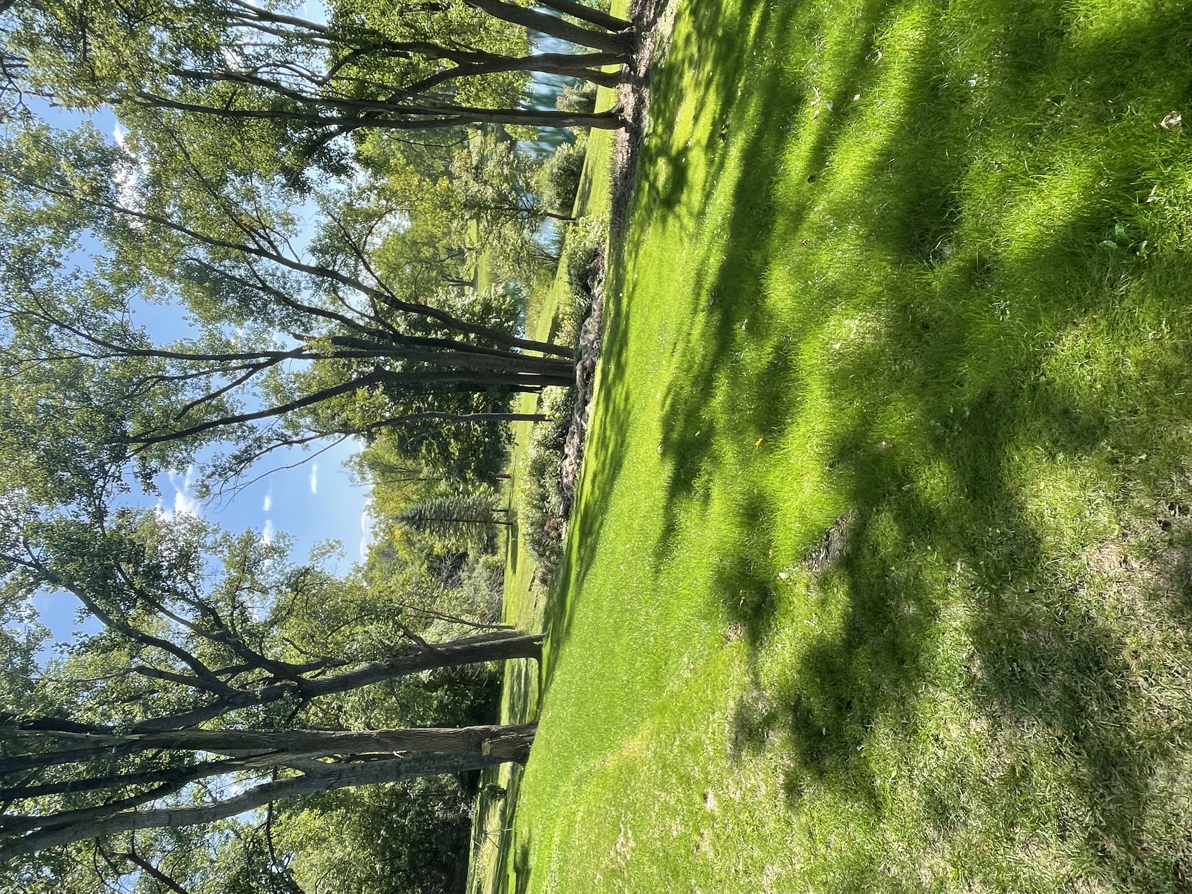 Graded yard with fresh grass